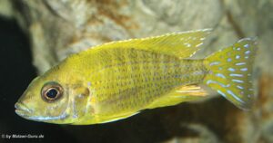 Aulonocara sp. 'stuartgranti maleri' Maleri Island