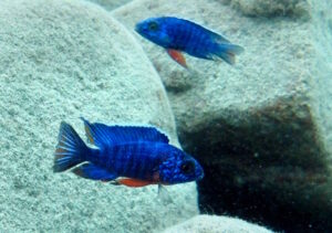 Aulonocara stuartgranti 'Thumbi West Island'
