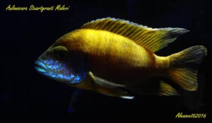 Aulonocara sp. 'stuartgranti maleri' Maleri Island