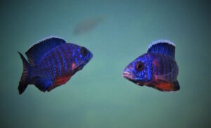 Aulonocara stuartgranti 'Thumbi West Island'