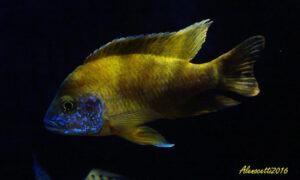 Aulonocara sp. 'stuartgranti maleri' Maleri Island