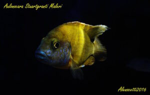 Aulonocara sp. 'stuartgranti maleri' Maleri Island