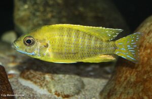 Aulonocara sp. 'stuartgranti maleri' Maleri Island