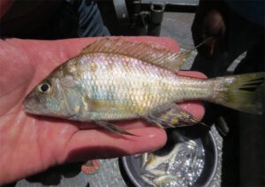 Alticorpus geoffreyi