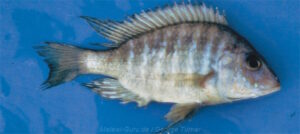 Alticorpus geoffreyi