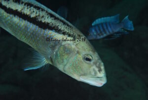 Aristochromis christyi 'Chinyamwezi Rocks'