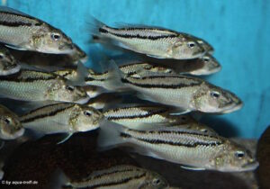 Aristochromis christyi 'Chinyamwezi Rocks'