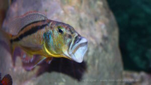 Aristochromis christyi 'Chinyamwezi Rocks'