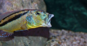 Aristochromis christyi 'Chinyamwezi Rocks'