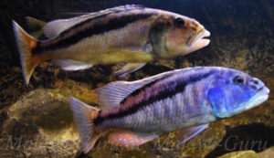 Aristochromis christyi 'Chinyamwezi Rocks' - Galerie Aristochromis christyi Arten