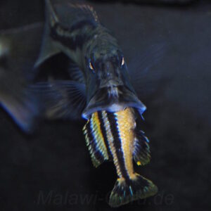 Aristochromis christyi 'Luwino Reef'