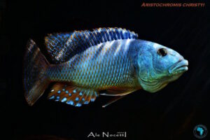 Aristochromis christyi 'Luwino Reef'