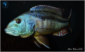 Aristochromis christyi 'Luwino Reef' - Galerie Aristochromis christyi 'Luwino Reef'