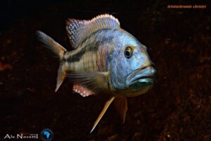 Aristochromis christyi 'Luwino Reef'