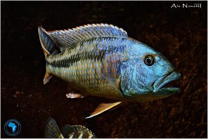 Aristochromis christyi 'Luwino Reef'