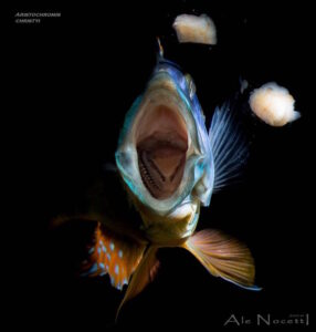 Aristochromis christyi 'Luwino Reef'