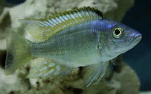 Aulonocara aquilonium 'Mdoka Reef'