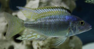 Aulonocara aquilonium