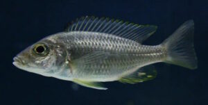 Aulonocara aquilonium 'Mdoka Reef'