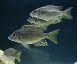 Aulonocara aquilonium 'Mdoka Reef'