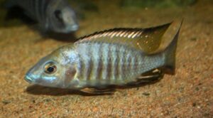 Aulonocara aquilonium 'Mdoka Reef'