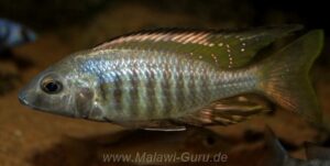 Aulonocara aquilonium 'Mdoka Reef'