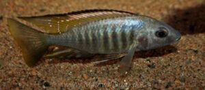 Aulonocara aquilonium 'Mdoka Reef'