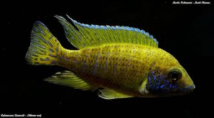 Aulonocara baenschi 'Nkhomo Reef'