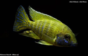 Aulonocara baenschi 'Nkhomo Reef'