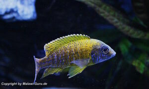 Aulonocara baenschi 'Nkhomo Reef'