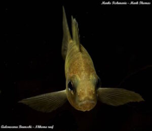 Aulonocara baenschi 'Nkhomo Reef'
