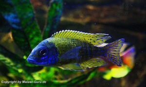 Aulonocara baenschi 'Nkhomo Reef'