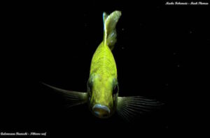 Aulonocara baenschi 'Nkhomo Reef'
