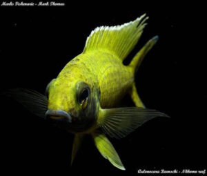 Aulonocara baenschi 'Nkhomo Reef'