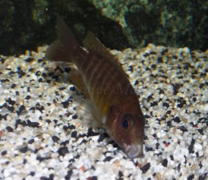 Aulonocara baenschi 'Nkhomo Reef'