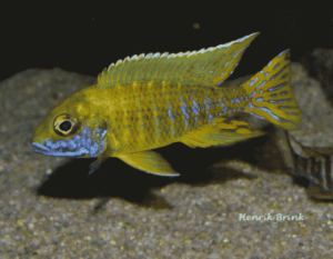 Aulonocara baenschi 'Nkhomo Reef'
