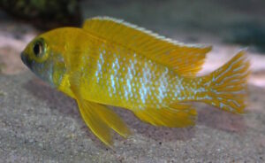 Aulonocara baenschi 'Nkhomo Reef'