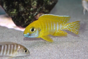 Aulonocara baenschi 'Nkhomo Reef'