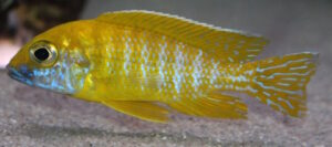 Aulonocara baenschi 'Nkhomo Reef'