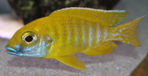 Aulonocara baenschi 'Nkhomo Reef'