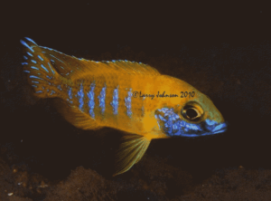 Aulonocara baenschi 'Nkhomo Reef'