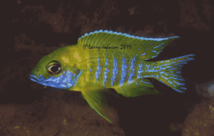 Aulonocara baenschi 'Nkhomo Reef'