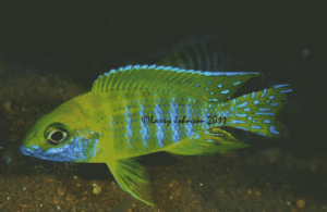 Aulonocara baenschi 'Nkhomo Reef'