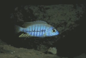 Aulonocara brevinidus 'Masimbwe Island' - Galerie Aulonocara brevinidus Arten