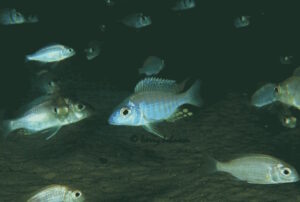 Aulonocara brevinidus 'Masimbwe Island'