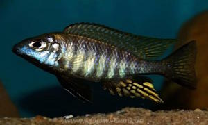 Aulonocara brevinidus