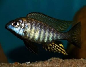 Aulonocara brevinidus