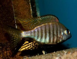 Aulonocara brevinidus 'Wikihi'