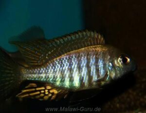 Aulonocara brevinidus 'Wikihi'