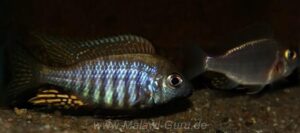 Aulonocara brevinidus 'Wikihi' - Galerie Aulonocara brevinidus 'Wikihi'
